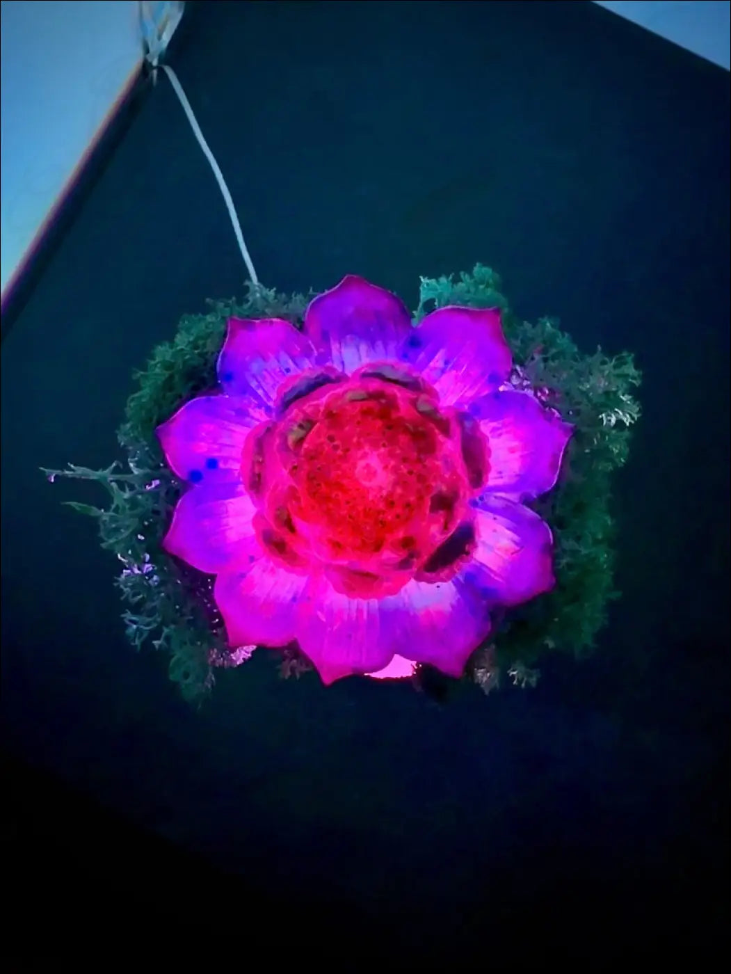 A glowing pink and red lotus-shaped led light with green leafy border on an antique glass apothecary bottle usb light with moss and crystals